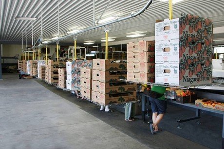 Overhead conveyor delivers boxes to peach packing operators