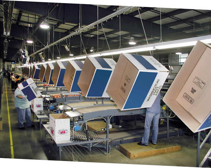 Apple packing house uses monorail overhead conveyor to deliver boxes
