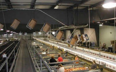 Overhead Conveyors For Apple Packing Operations