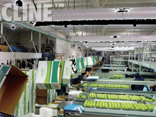 PAC-LINE™ enclosed track conveyor system is used to convey empty cartons directly over the apple packing area.