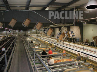 Transportation of empty boxes to apple packers utilizing overhead space with a PACLINE conveyor.