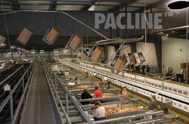 Transportation of empty boxes to apple packers utilizing overhead space with a PACLINE conveyor.