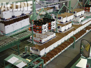 Delivery of packing cartons for fruit distribution. Enclosed track overhead conveyor system uses multi-tray carriers.