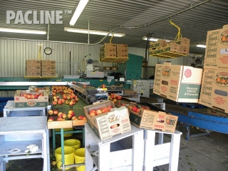 Conveyor handles boxes for fruit packing.