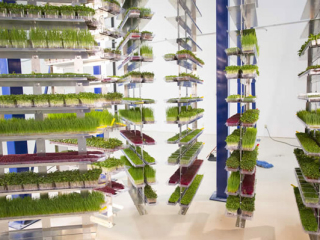 PACLINE I-Beam conveyor for patented high density vertical grow system.