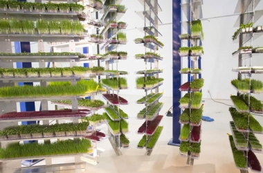 PACLINE I-Beam conveyor for patented high density vertical grow system.