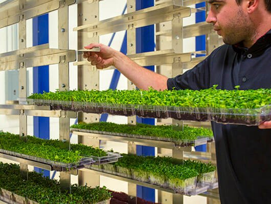 Conveyors for moving plants in greenhouse growing operations.