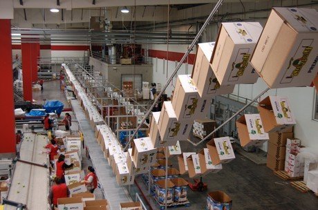 Conveyor System Frees up Floor Space for Fruit and Vegetable Packing House Operations