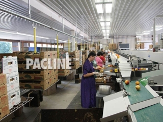 Automated carton delivery conveyor.
