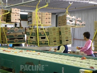 Various size cartons transported by overhead conveyor.