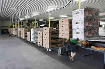 overhead conveyor improves peach carton delivery