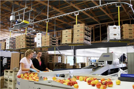 Overhead conveyor for peach packing operations
