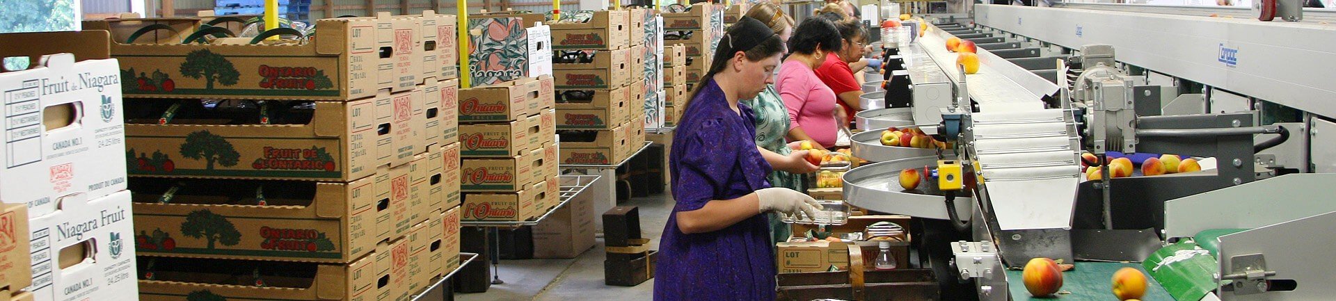 Overhead conveyor delivers empty cartons for fruit packing Overhead conveyor delivers empty cartons in fruit packing house.