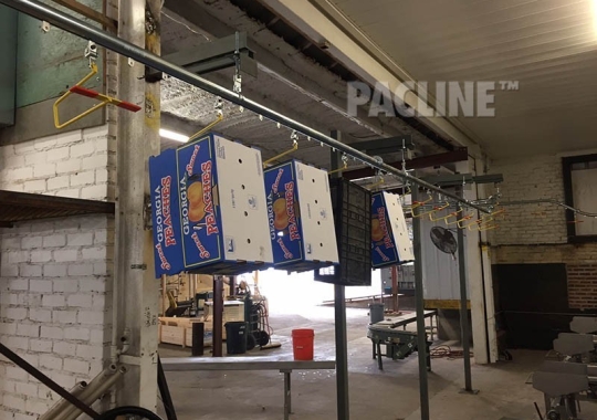 Hanging cartons on conveyor in packing shed.