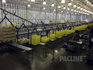 Overhead conveyor delivers empty totes in fruit packing house.