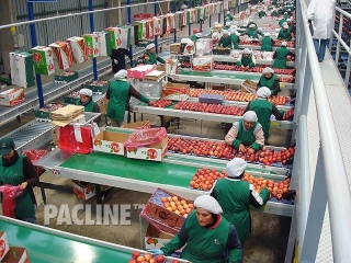 Overhead conveyor delivers cartons to fruit packers.