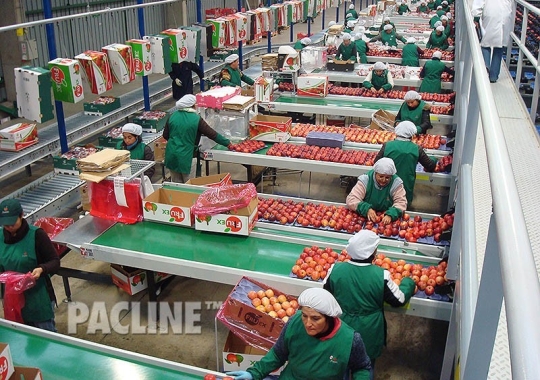 Overhead conveyor delivers cartons to fruit packers.