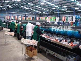Ceiling mounted conveyor for delivering empty cartons to packers.