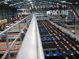 Empty carton delivery conveyor and produce sorting equipment.