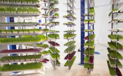 Overhead Conveyor for High Density Vertical Growing